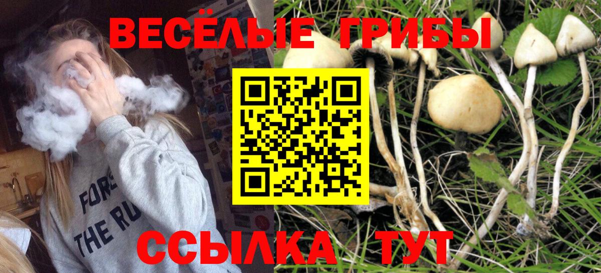Псилоцибиновые грибы Psilocybe Стрежевой